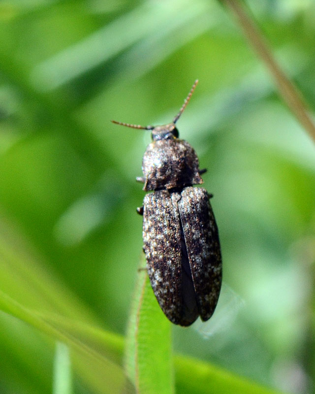 Elateridae: Agrypnus murinus che prende il volo